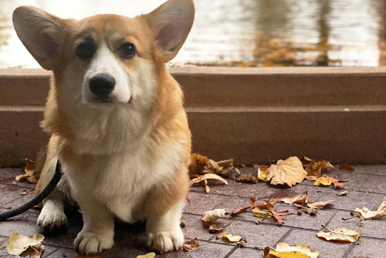 And puppy makes three