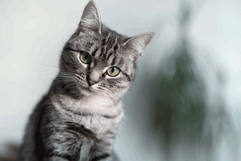 Feline finances: the true cost of cat ownership