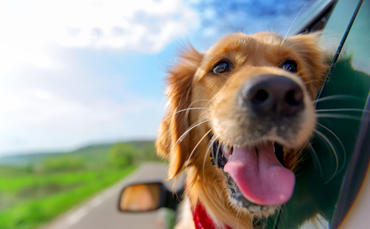 Calculating the cost of a dog